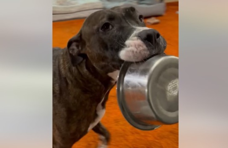 el perro le habla al bol
