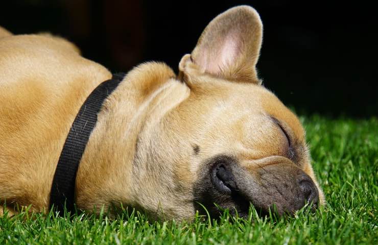 estafa del veterinario del perro enfermo
