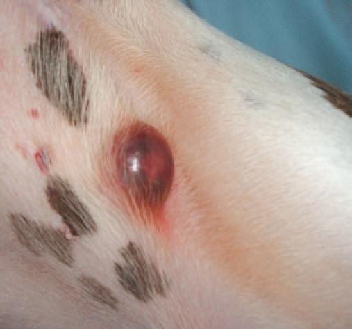 Hemangiosarcoma en perros: síntomas, causas y tratamiento - ¿Qué es el hemangiosarcoma en perros?