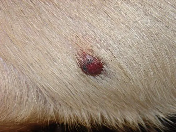 Hemangiosarcoma en perros: síntomas, causas y tratamiento - Síntomas de hemangiosarcoma en perros