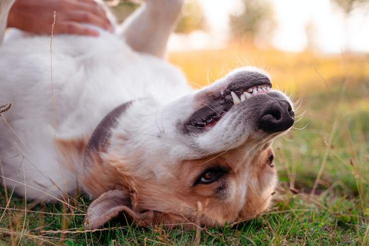 Razas de perros que reducen el estrés