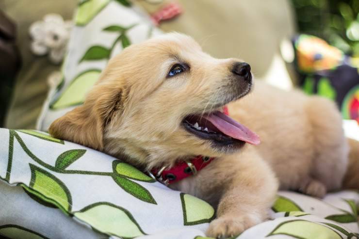 Peludos que reducen el estrés