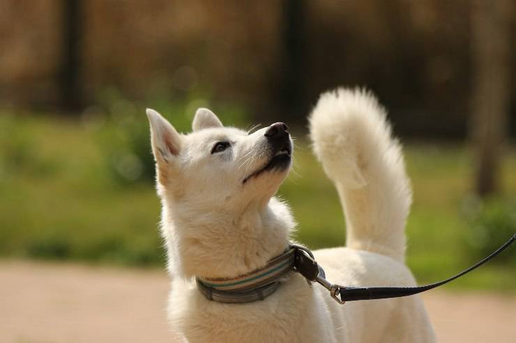 Cachorro de paseo