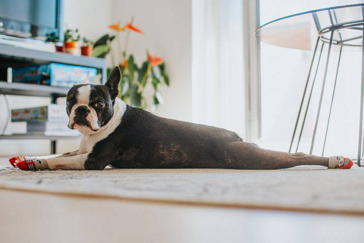 Perros que reducen el estrés