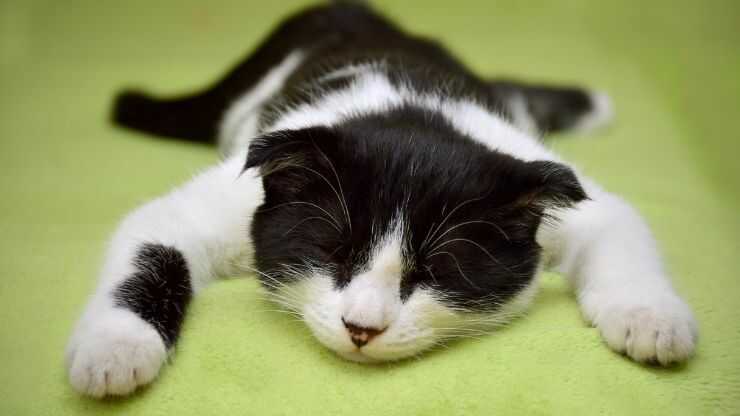 Gato duerme boca abajo