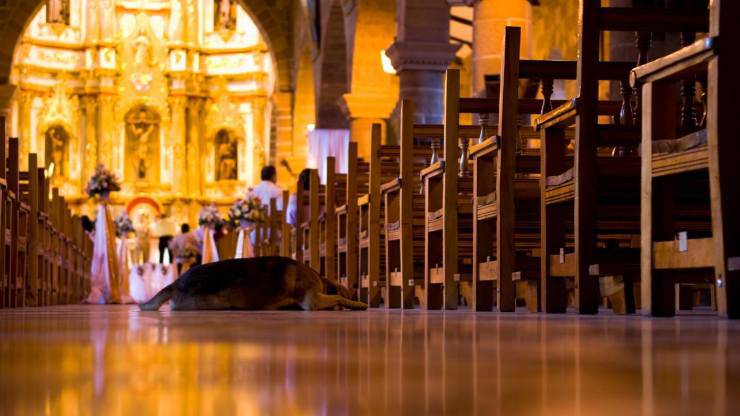 perro en la iglesia