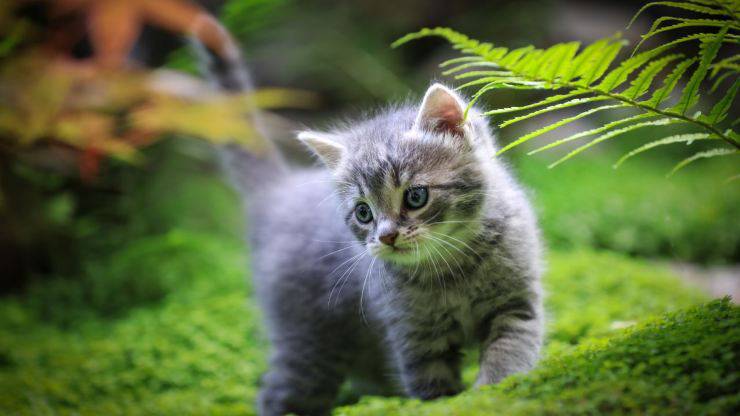 gatos en el cielo