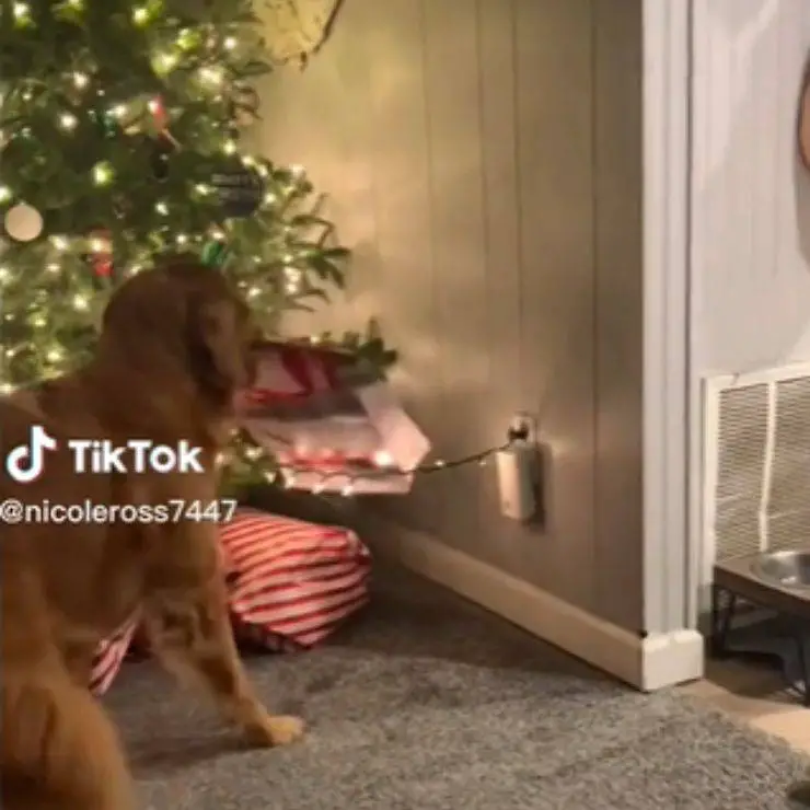 Perro árbol de Navidad impaciente