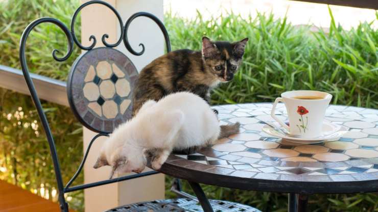 gatos en la mesa