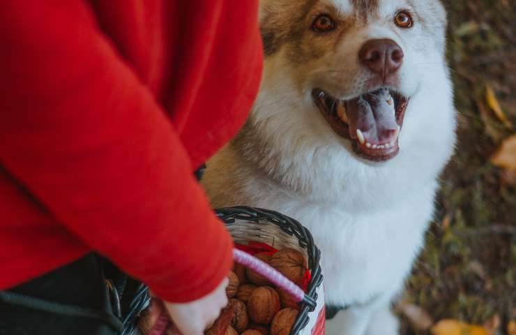perro y nueces