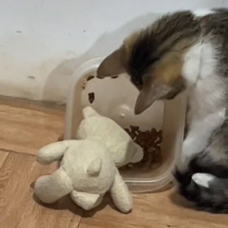 Gatito de la compañía pappa de peluche