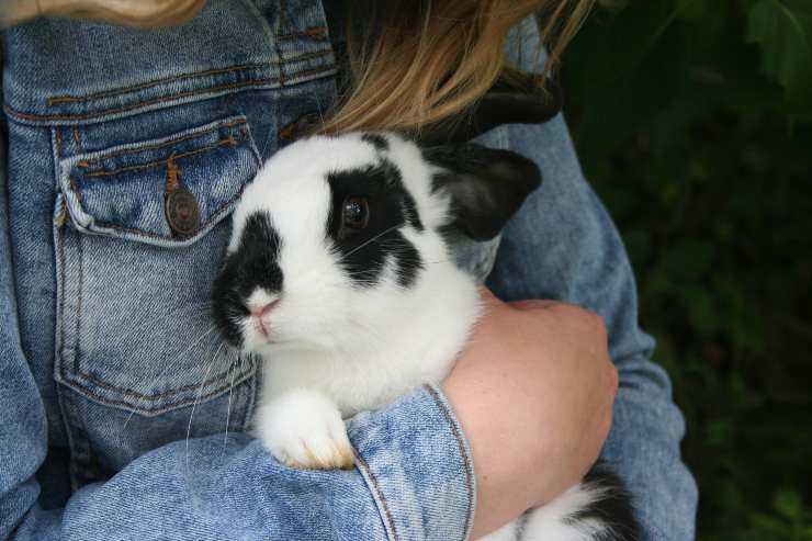 cuidado del conejo