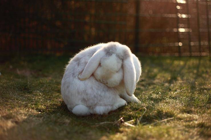 El conejo y la enfermedad.