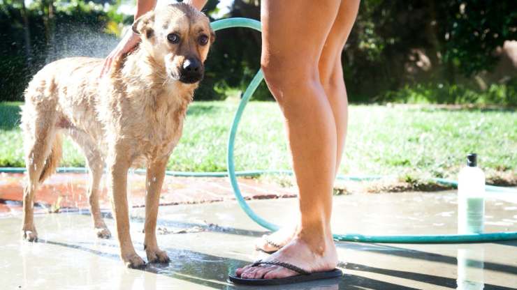 Lave al perro afuera