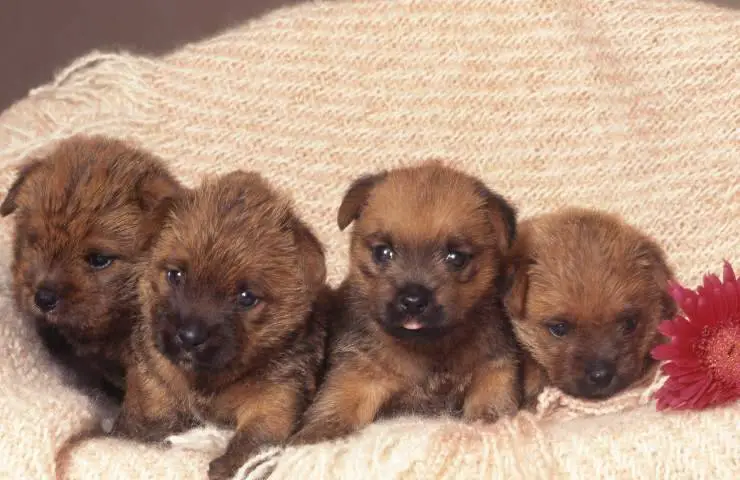 terrier norfolk