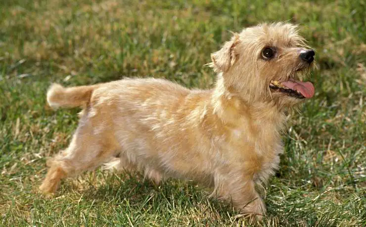 cachorro norfolk