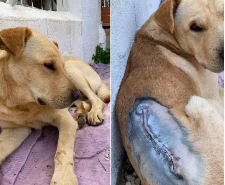 Cicatriz en la espalda del perro Rambo