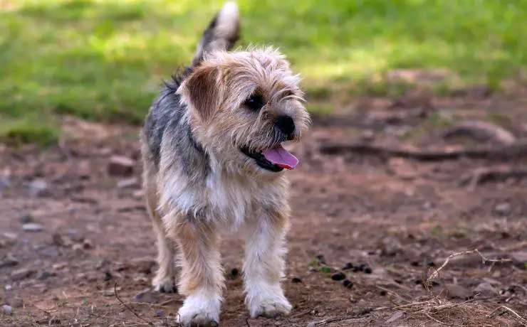 terrier norfolk