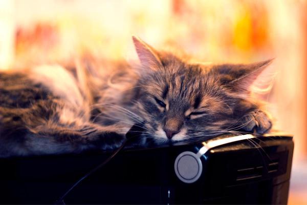 ¿Por qué el gato duerme con los ojos abiertos? - ¿Qué pasa si duerme con los ojos abiertos?