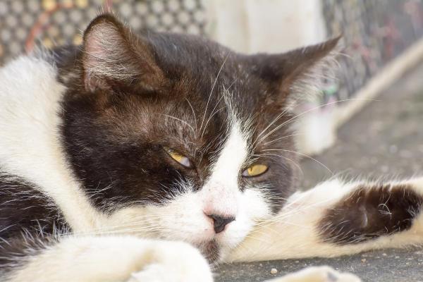 ¿Por qué el gato duerme con los ojos abiertos? - ¿Es normal que los gatos duerman con los ojos abiertos?