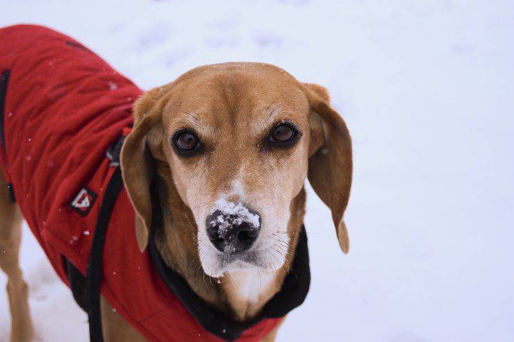 Perro vestido para el invierno
