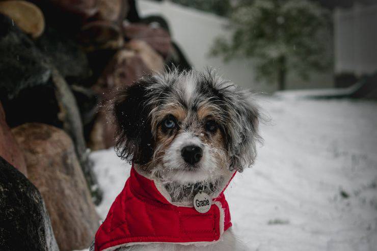 Ropa para el amigo peludo