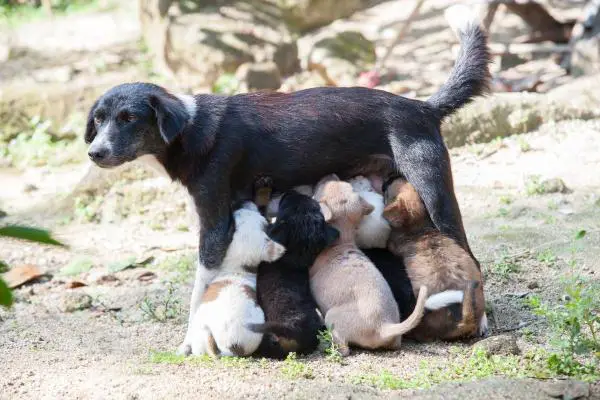 Eclampsia en perros: causas y tratamiento - Causas de la eclampsia posparto en perros
