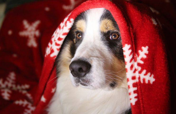 perro debajo de la manta