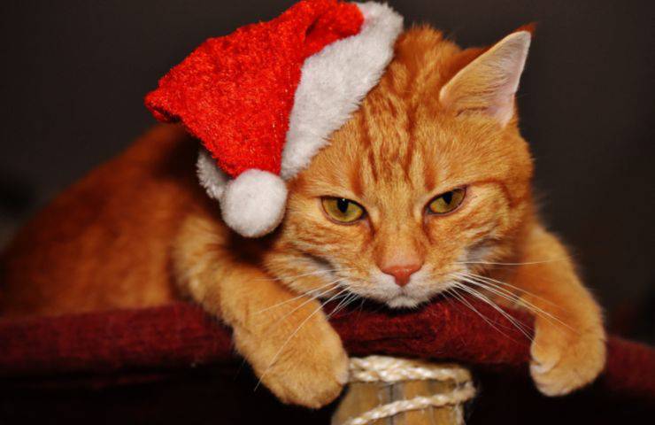gato estresado