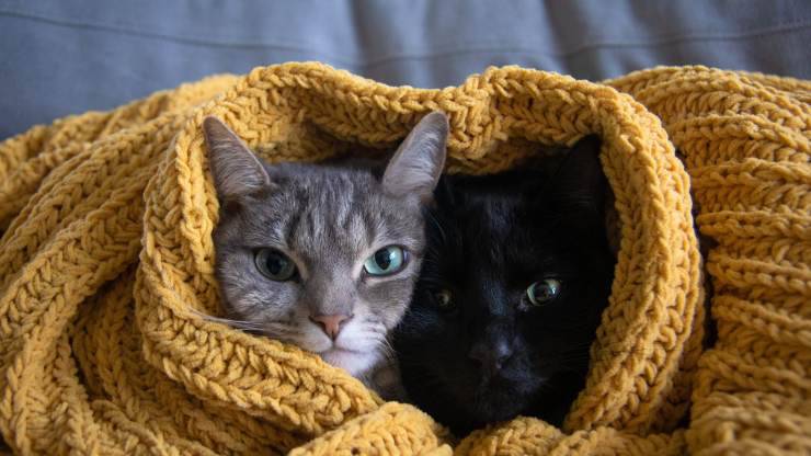 gatos en invierno