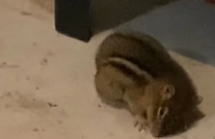 el gato salva a la ardilla