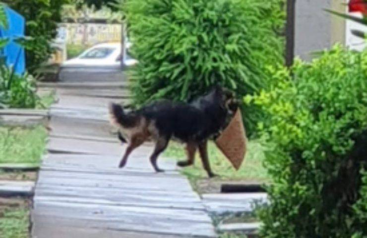 robo de felpudos de barrio para perros