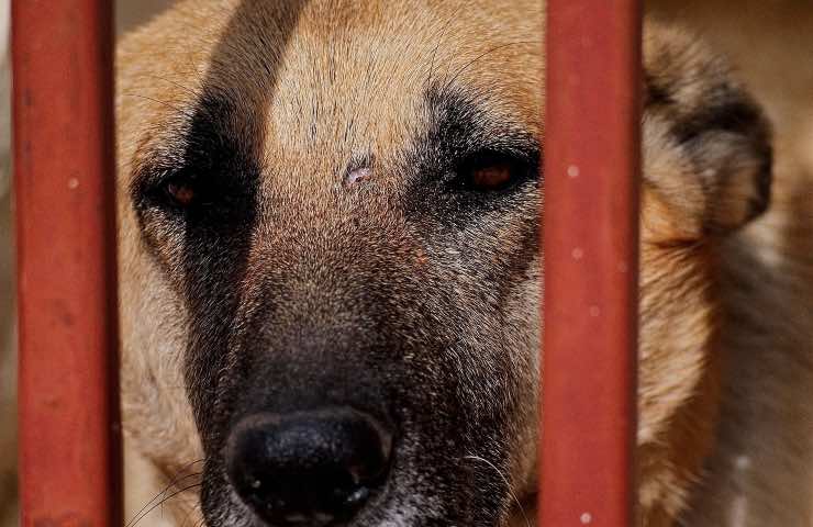 traficantes cientos de cachorros maltratados