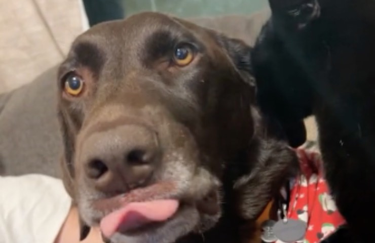 reacción de ataque de licitación de perro