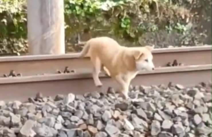 perro golpea tren