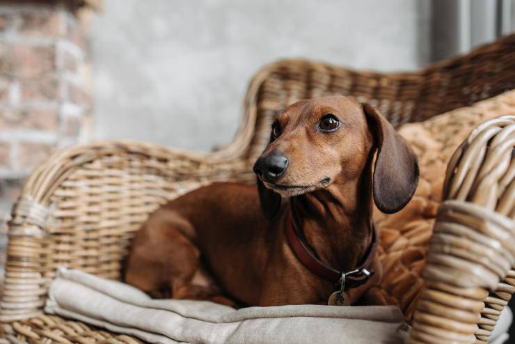 El comportamiento del perro