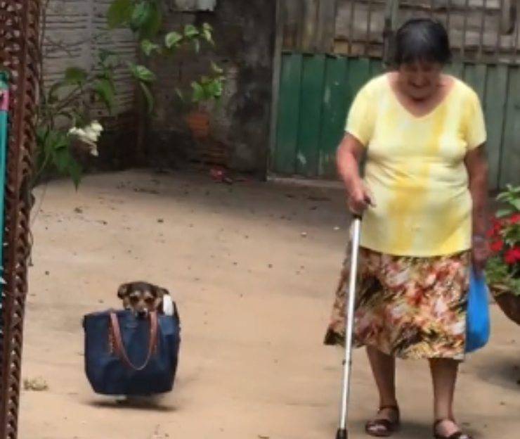 bolsa de perro llevar ayuda