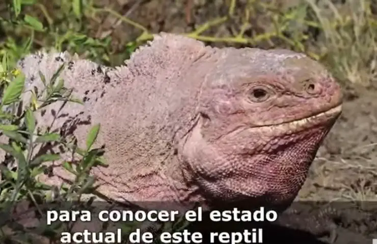 Cachorros de iguana en extinción descubiertos