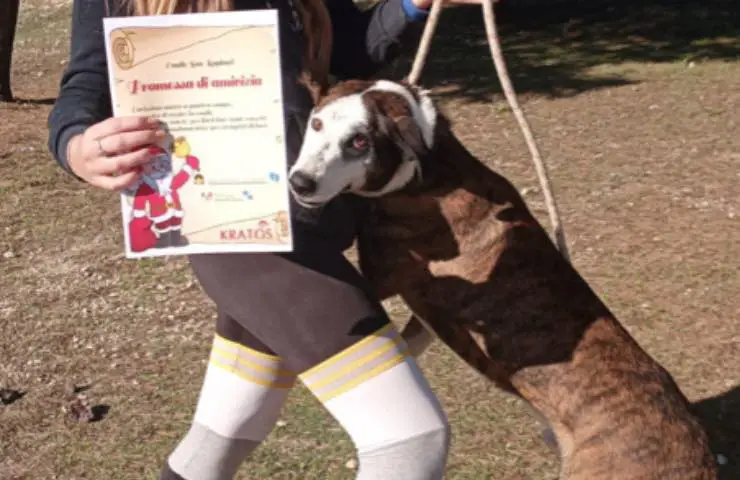 adoptar fiel amigo navideño