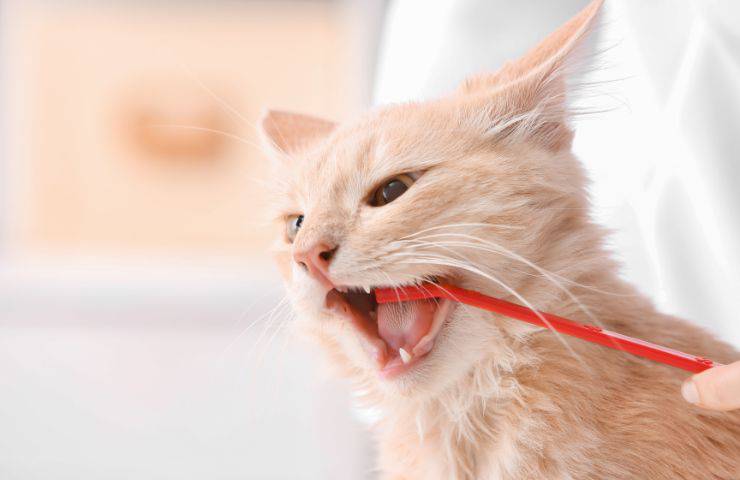 Cepillando los dientes del gato