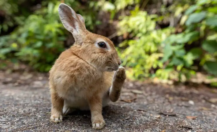 arañando conejo