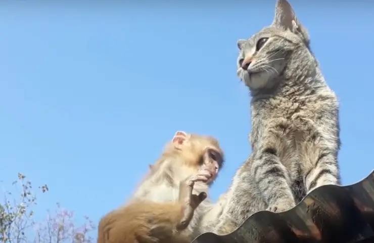 exótico ejemplar gatito amistad