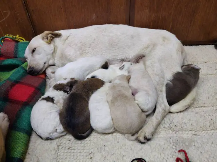los cachorros se ahogan en las lluvias