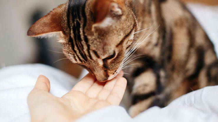 Gato huele la mano