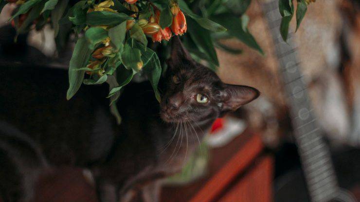gato entre las flores