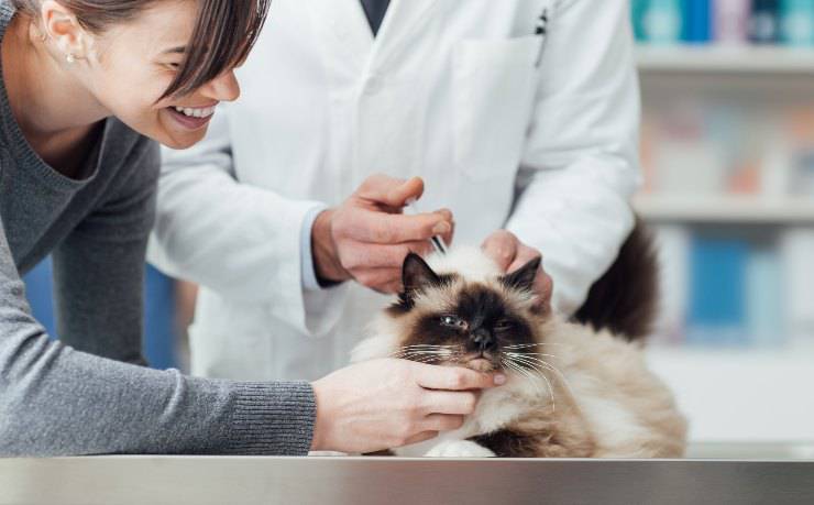 gato en el veterinario
