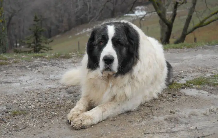 Mastín del Pirineo