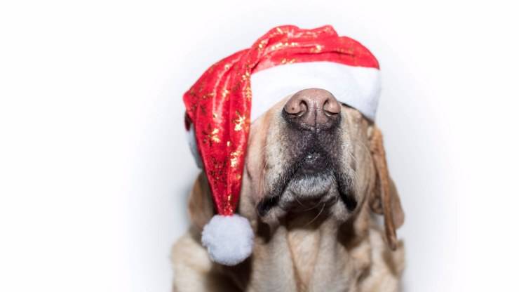 perro en navidad