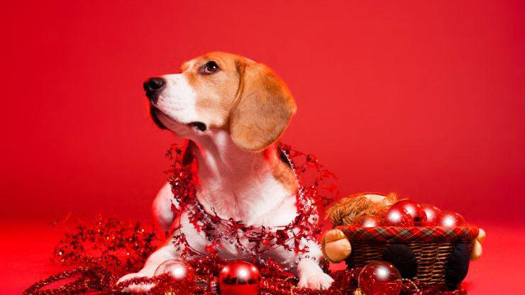perro y luces
