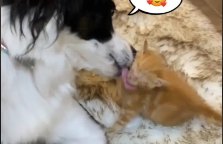 perro abraza gatos